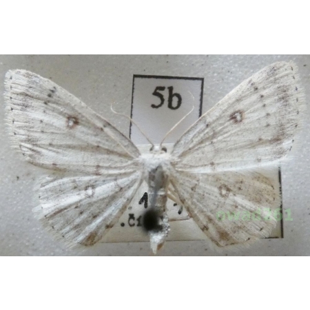 Cyclophora pendularia (Clerck, 1759) Czech5b